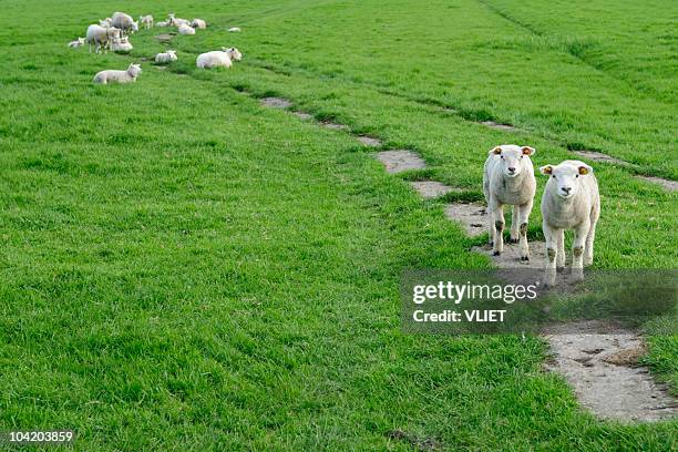 two little lambs - lammetje stockfoto's en -beelden