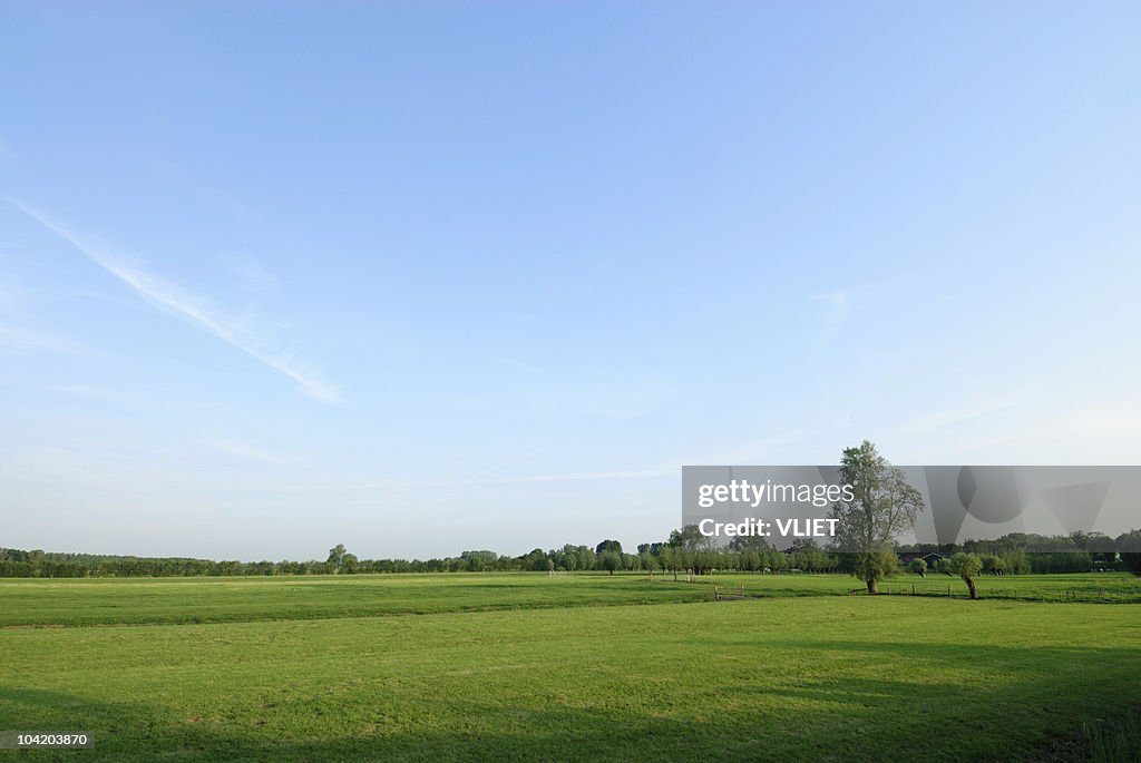 Green meadows with trees and baby blue skies