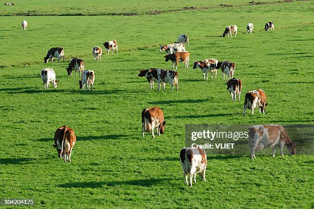brown spotted cows grazing in a meadow - cattle grazing stock pictures, royalty-free photos & images