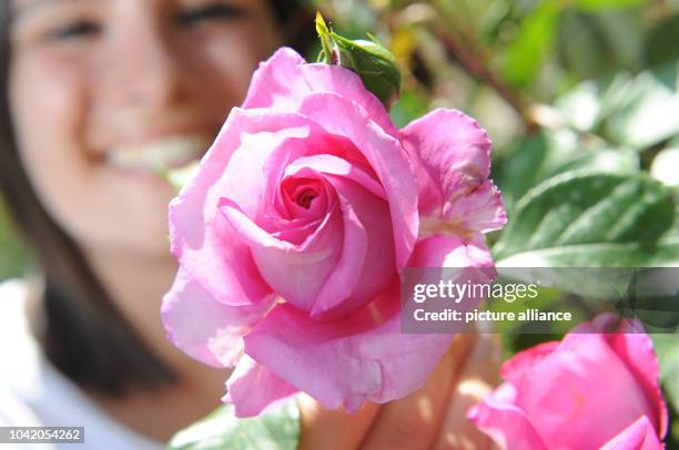 June 2013 - 06:45 PM - A woman looks at a new type of Floribunda rose "Jennifer Rose" at the Rose Garden on the Beutig in Baden-Baden, Germany, 18...