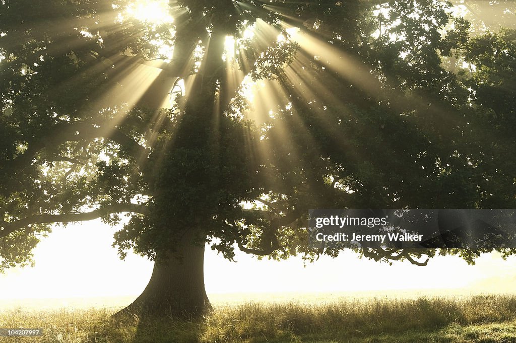 Oak in mist