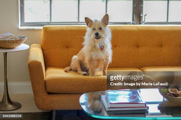 portrait of dog sitting on sofa - behaart stock-fotos und bilder