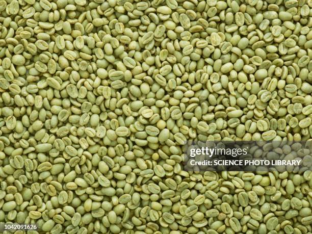 green coffee beans - rohe kaffeebohne stock-fotos und bilder