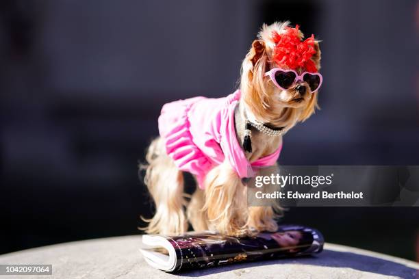 Fashion dog Little Lola Sunshine is seen, outside Paco Rabanne, during Paris Fashion Week Womenswear Spring/Summer 2019, on September 27, 2018 in...