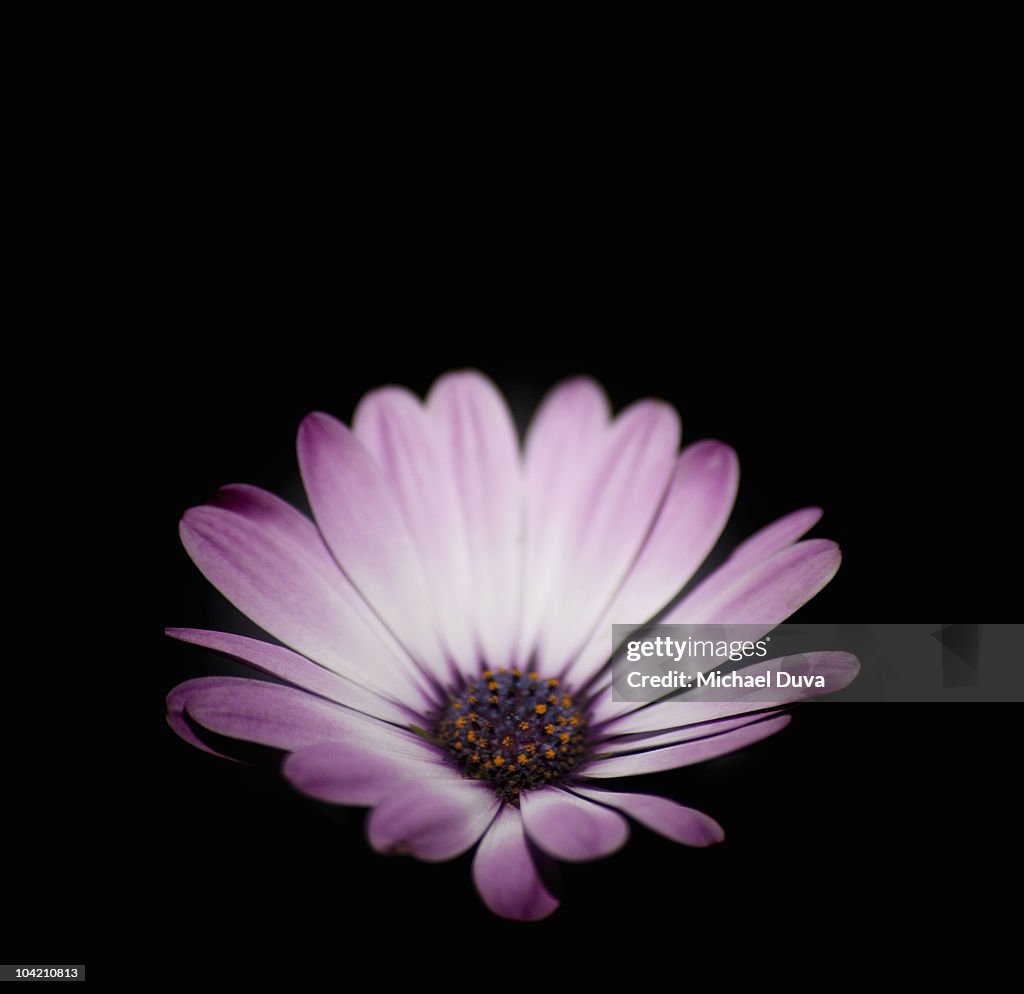 Purple daisy on black background