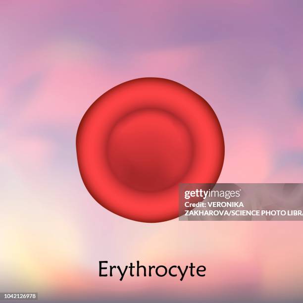 erythrocyte red blood cell, illustration - blood cells stock illustrations