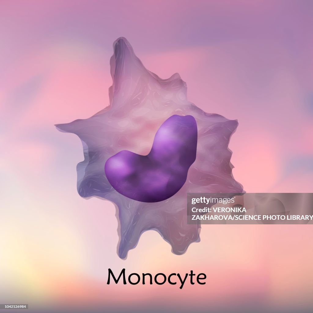 Monocyte Animation Monocyte White Blood Cell Illustration High-Res Vector Graphic - Getty ...
