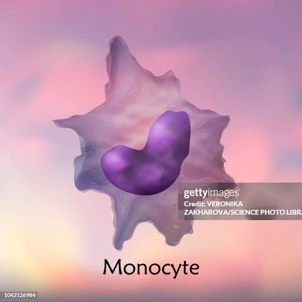 Api Monocyte Monocyte Photos and Premium High Res Pictures - Getty Images