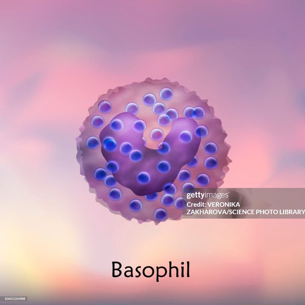 Basophil Cell Example Basophil White Blood Cell Illustration High-Res Vector Graphic - Getty ...