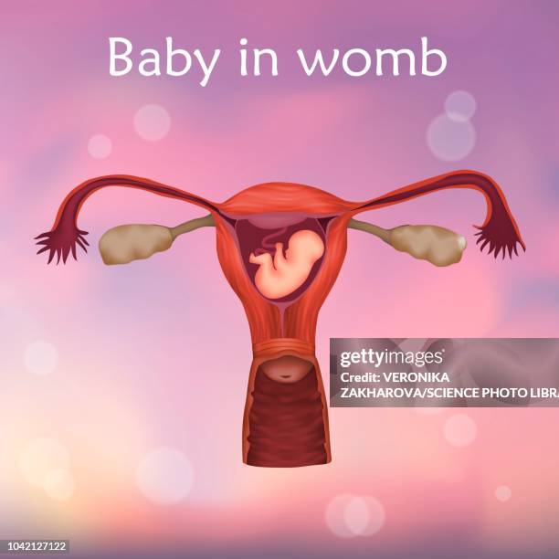 foetus in uterus, illustration - cervical screening stock illustrations