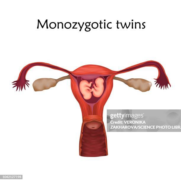monozygotic twins, illustration - human placenta stock illustrations