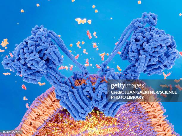 stockillustraties, clipart, cartoons en iconen met atp production in a mitochondrion, illustration - adenosine triphosphate