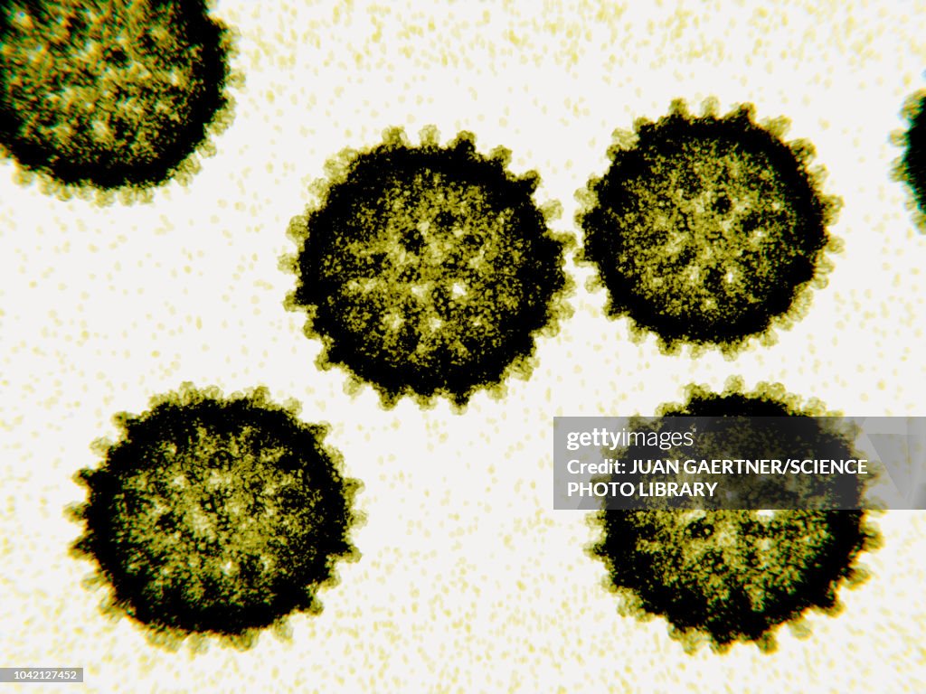 Hepatitis C virus particles, illustration