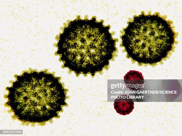 hepatitis c and polio virus particles, illustration - hepatitis virus stock illustrations