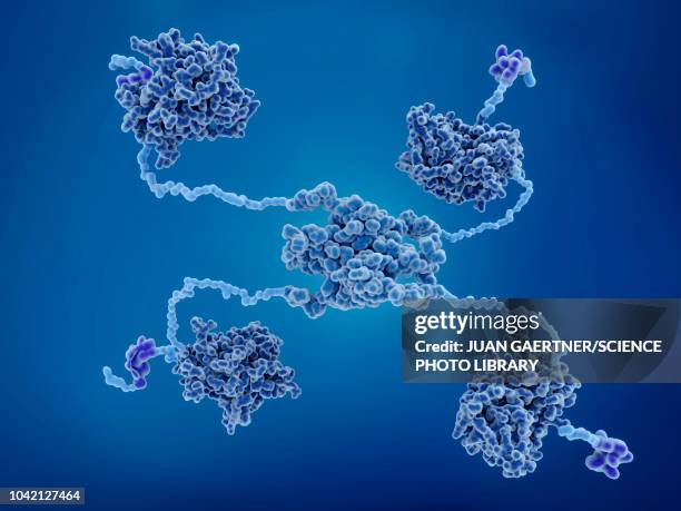 illustrazioni stock, clip art, cartoni animati e icone di tendenza di anti-cancer protein p53, molecular model - enzymes