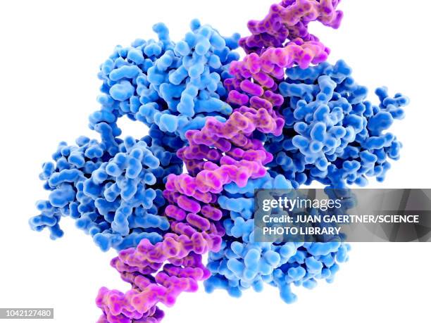 dna binding to anti-cancer protein p53, illustration - helix stock illustrations