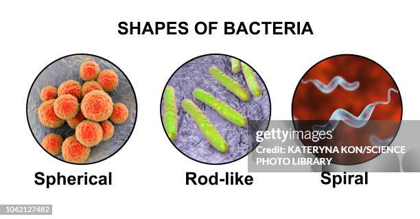 stockillustraties, clipart, cartoons en iconen met bacteria of different shapes, illustration - spirillum