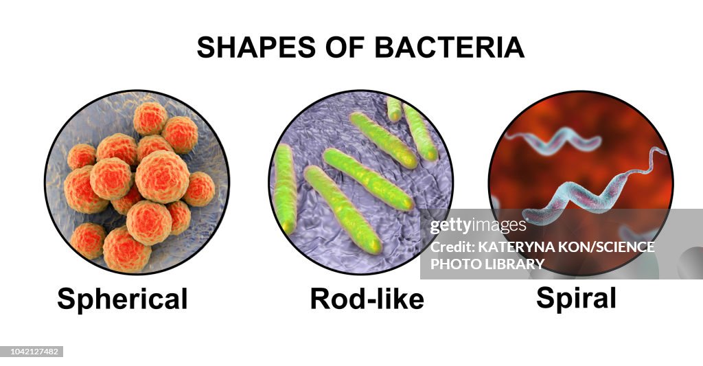 Bacteria of different shapes, illustration