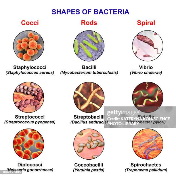 bacteria of different shapes, illustration - jejuni stock-grafiken, -clipart, -cartoons und -symbole