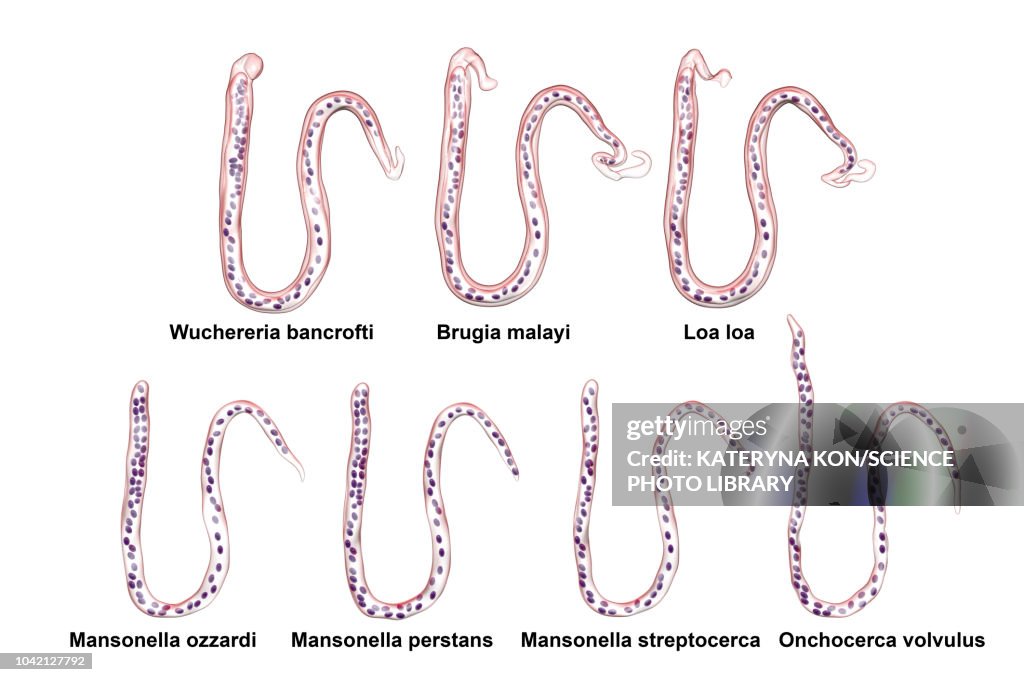 Comparison of microfilariae morphology, illustration