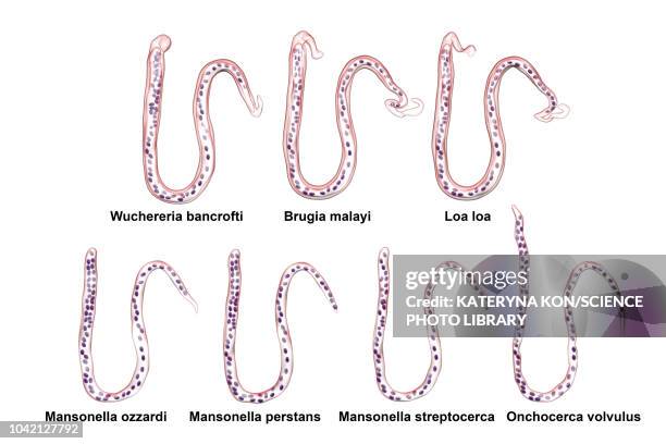 comparison of microfilariae morphology, illustration - wuchereria bancrofti stock illustrations