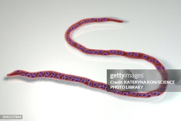 ilustrações, clipart, desenhos animados e ícones de onchocerca volvulus parasitic worm, illustration - oncocercíase