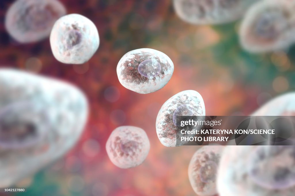 Pneumocystis jirovecii fungi, illustration
