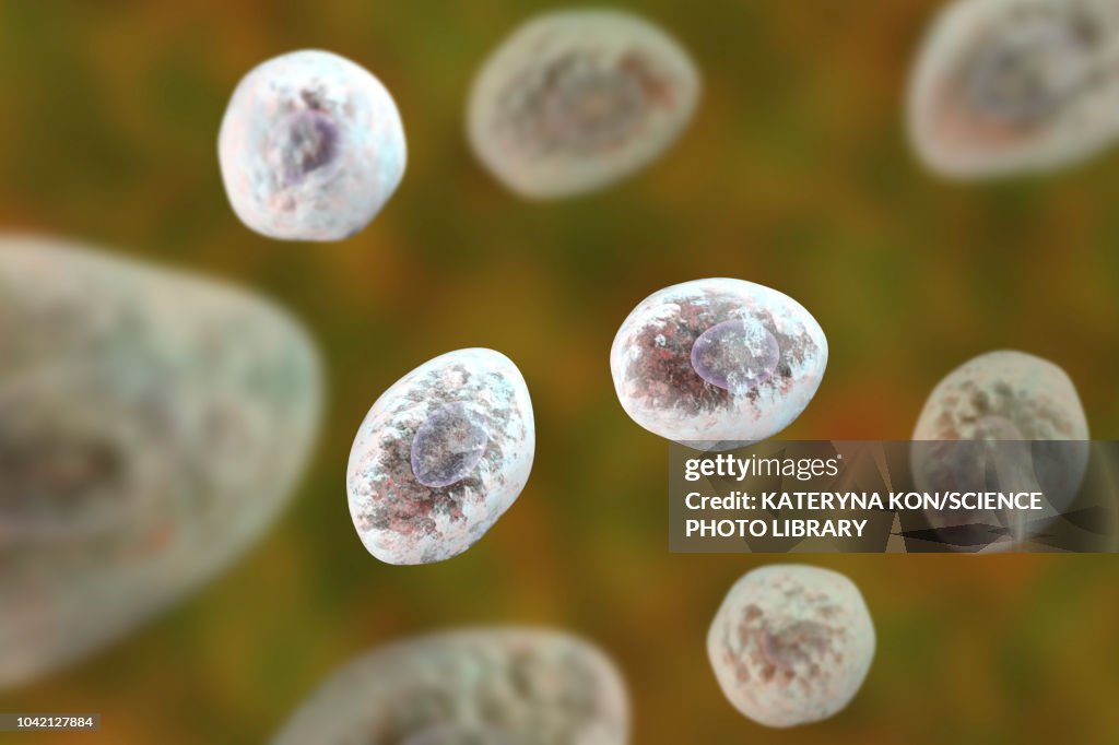 Pneumocystis jirovecii fungi, illustration