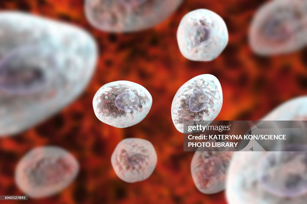 Pneumocystis jirovecii fungi, illustration