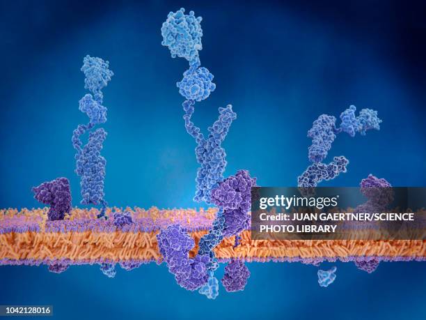 ilustraciones, imágenes clip art, dibujos animados e iconos de stock de amyloid precursor protein cleavage, illustration - membrana celular