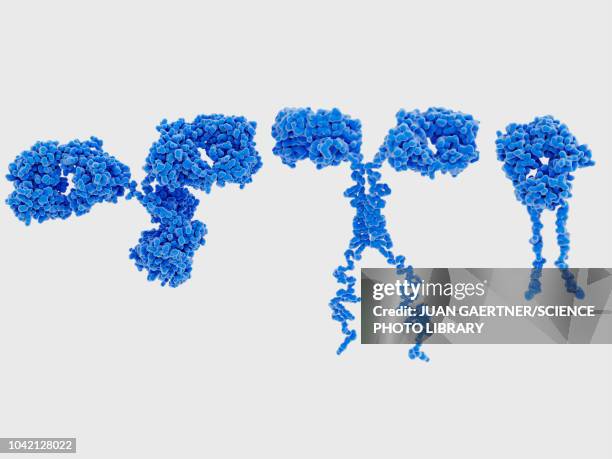 antibody, car and tcr structures, illustration - protein molecular structure stock illustrations