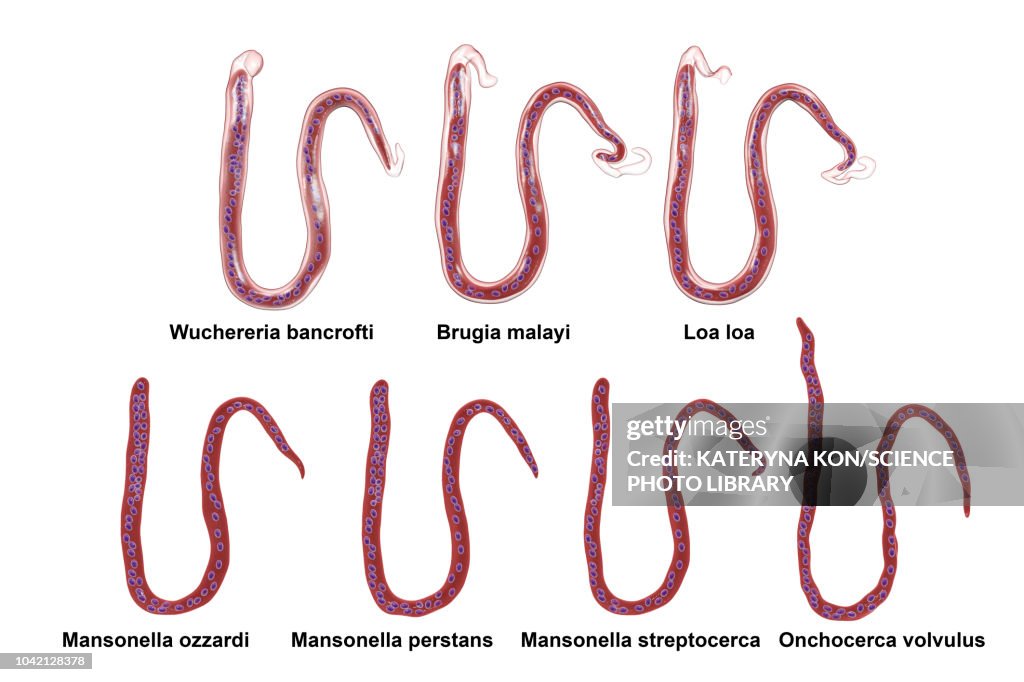 Comparison of microfilariae morphology, illustration