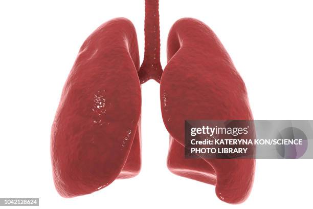 stockillustraties, clipart, cartoons en iconen met human lungs, illustration - long
