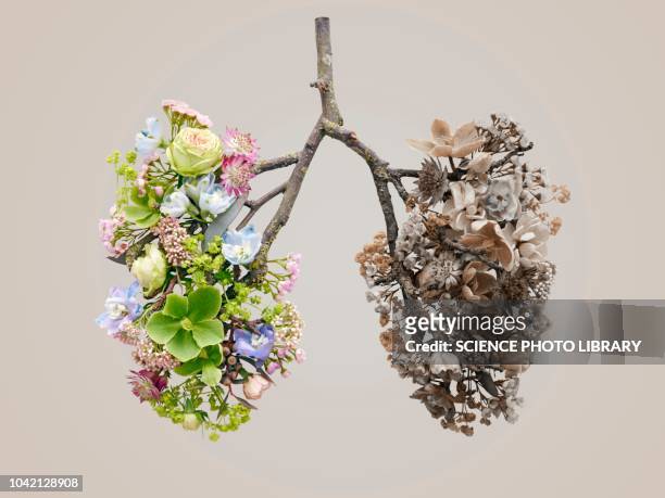 spring flowers representing human lungs - lung stock pictures, royalty-free photos & images