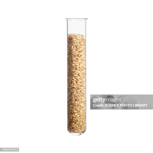 Lab Test Rice Rice Test Photos and Premium High Res Pictures - Getty Images