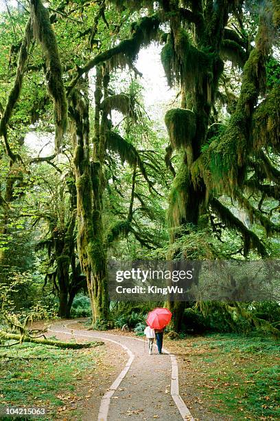 rainforest - hoh rainforest bildbanksfoton och bilder