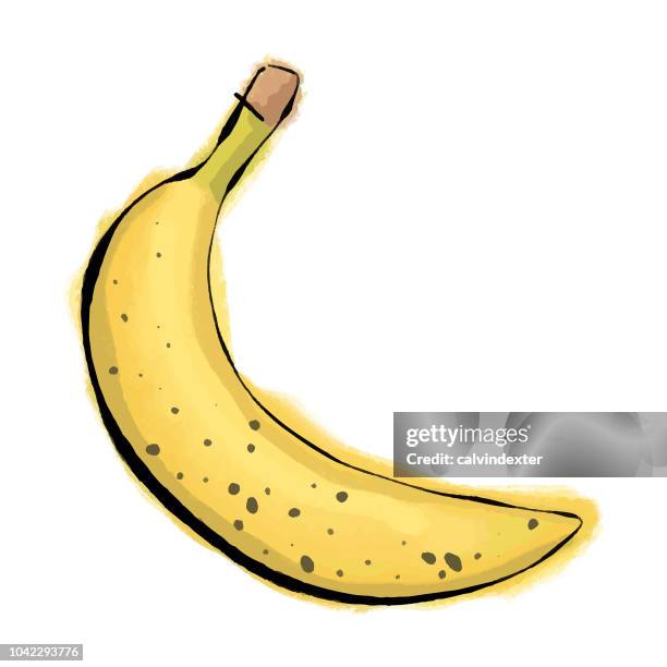 stockillustraties, clipart, cartoons en iconen met potlood tekening en aquarel schildert banaan-fruit - banana