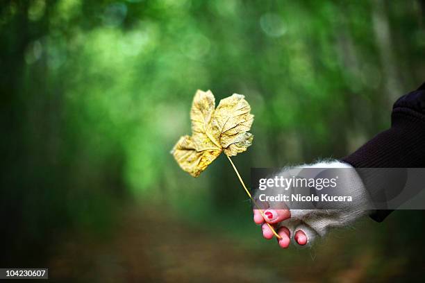 girl with gloves holding a fall leaf in autumn - fingerless gloves stock-fotos und bilder