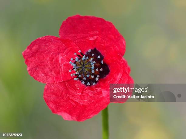 rough poppy (papaver hybridum) - papaver hybridum stock pictures, royalty-free photos & images