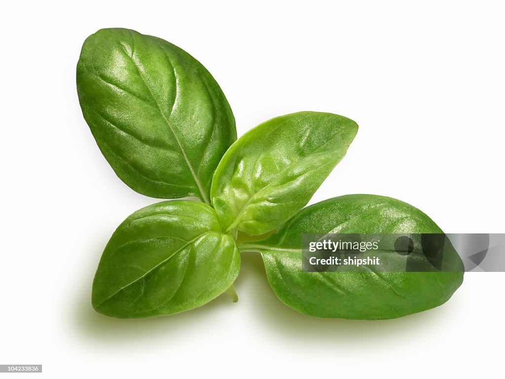 Basil sprig