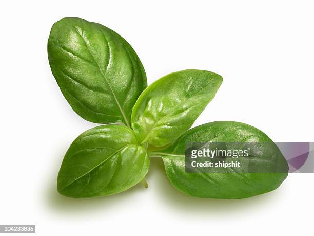 basil sprig - basil stock pictures, royalty-free photos & images