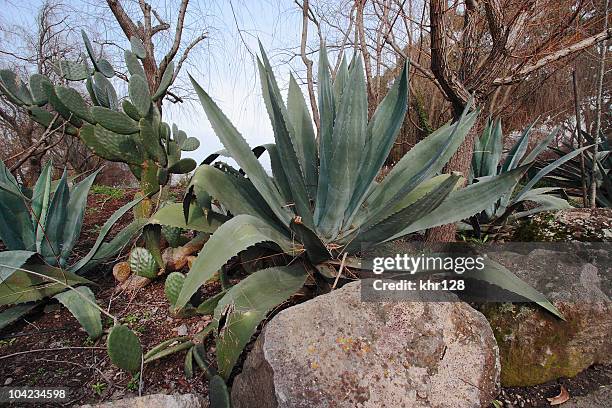 agave and cacti - lechuguilla cactus stock pictures, royalty-free photos & images