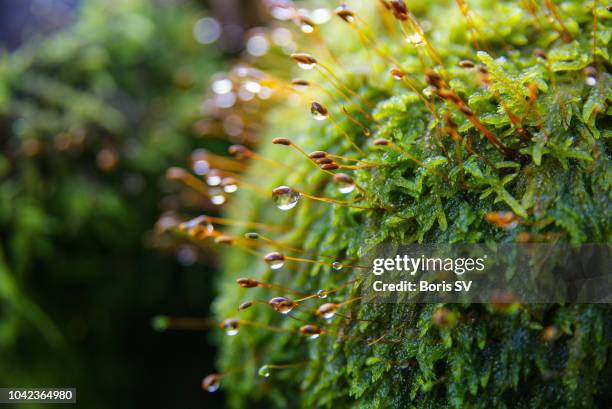 morning dew on the moss. autumn - extreme close up foto e immagini stock