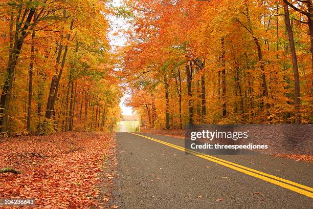 straight drive through a dense autumn forest - 馬里蘭州 個照片及圖片檔