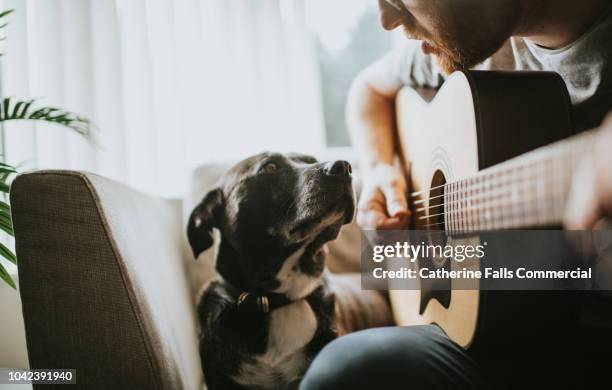 serenading - guitar ストックフォトと画像