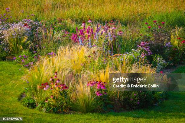ornamental garden with mixed borders - flower bed stock pictures, royalty-free photos & images