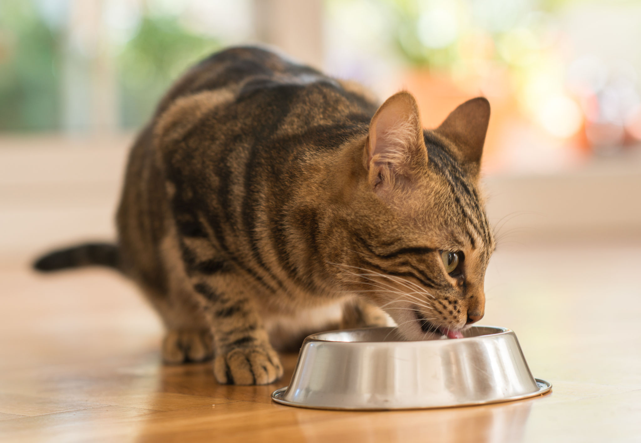 Beautiful domestic cat at home Beautiful domestic cat at home