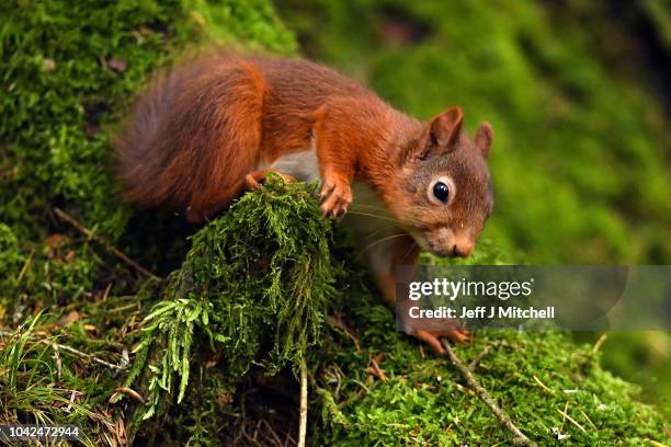 Red squirrels feed in the Trosssachs on September 28, 2018 in Aberfoyle ,Scotland. Autumn sunshine is forecast for large parts of the UK for the...