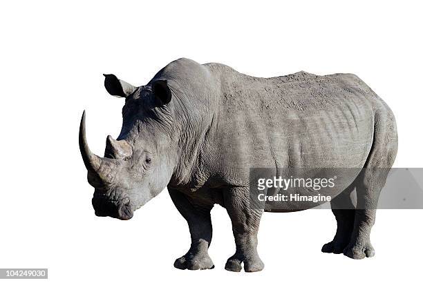rinoceronte di clipping path incluso - rhinoceros foto e immagini stock