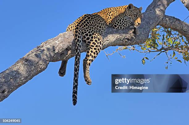 leopardo dormir en una rama - mpumalanga fotografías e imágenes de stock